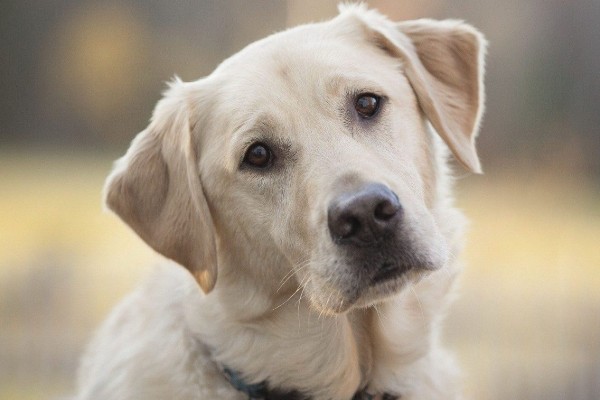 cane che guarda