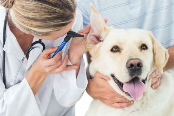 veterinario visita il cane