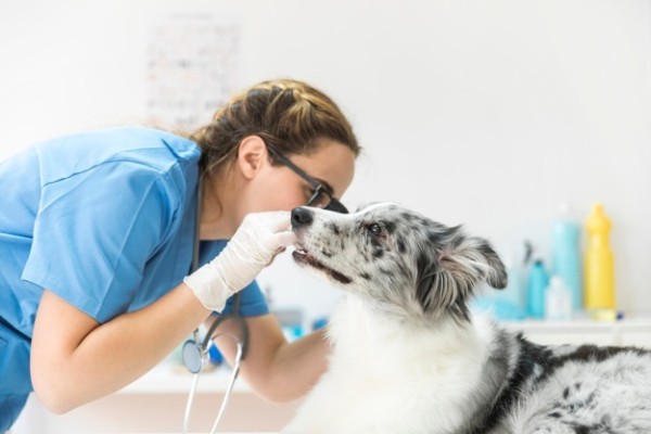 cane visitato dal veterinario