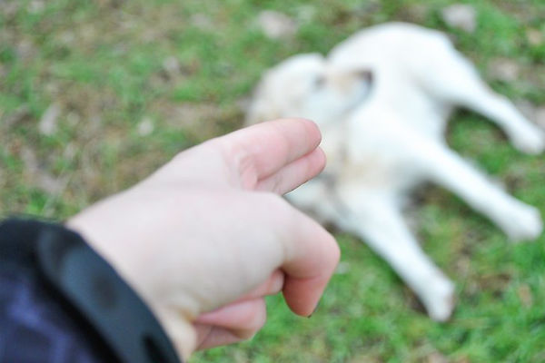 padrone e cane