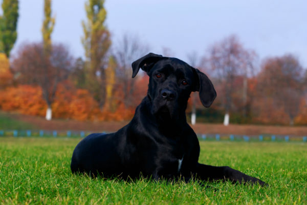 cane grosso e nero