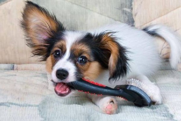 cane morde una spazzola 