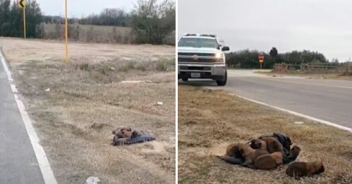 Cuccioli abbandonati come spazzatura sul ciglio della strada