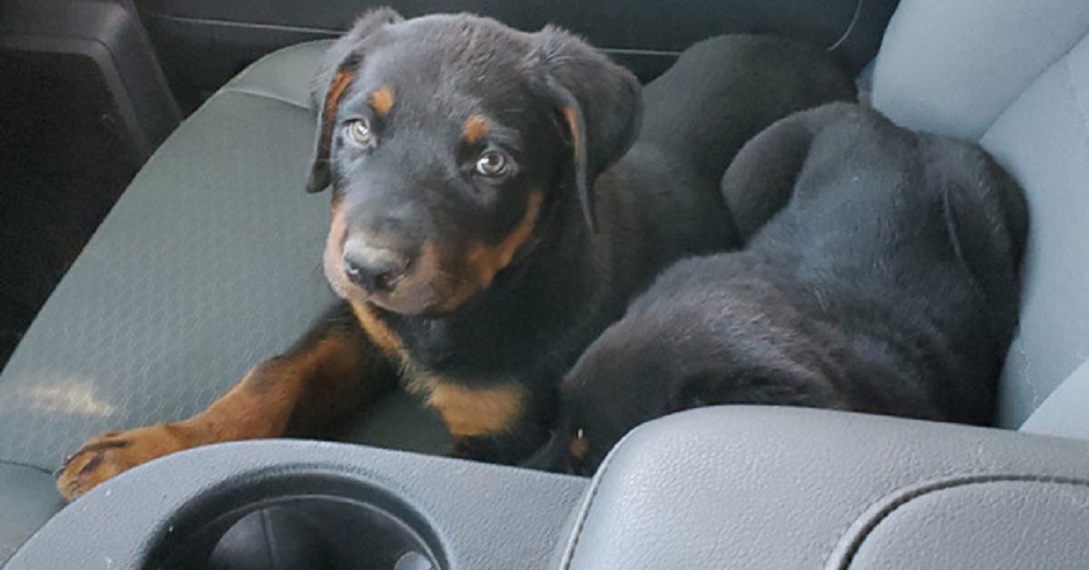 Cuccioli abbandonati per strada salvati da un lavoratore