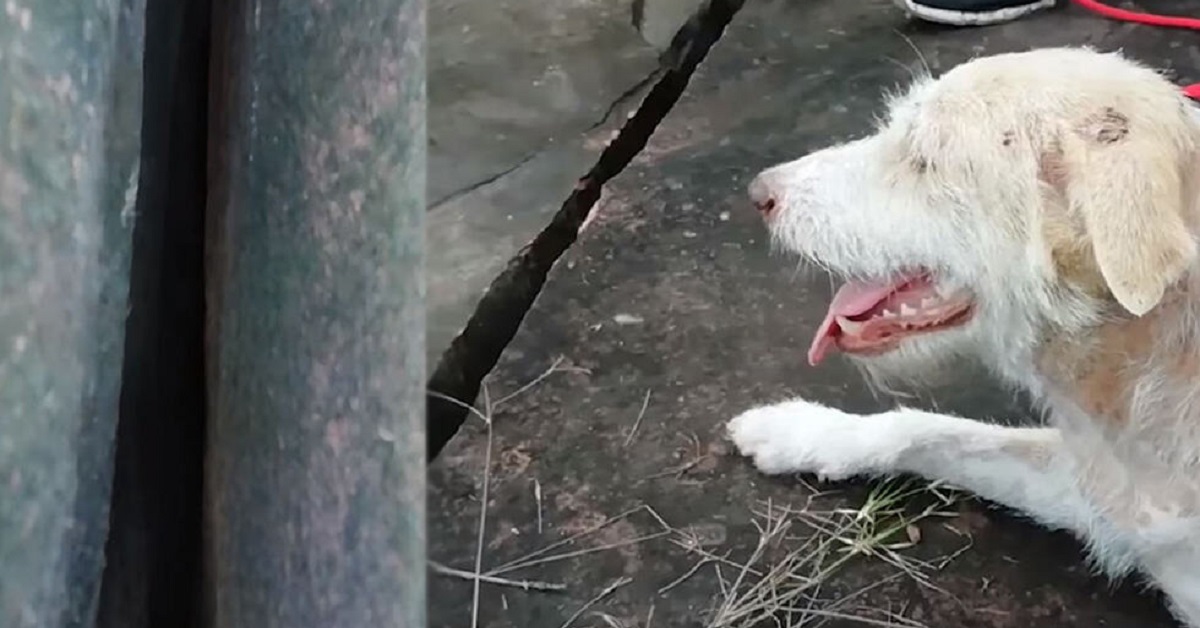 Cuccioli intrappolati in una crepa, la madre cerca disperatamente i soccorsi