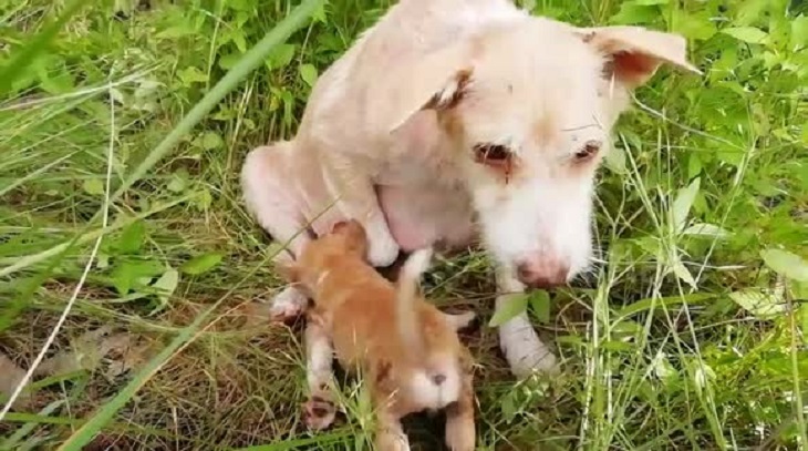 cuccioli-salvi-mamma