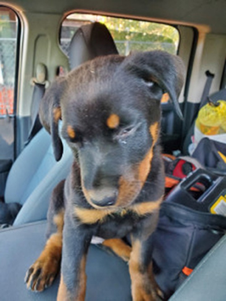 cucciolo-rottweiler-abbandonato