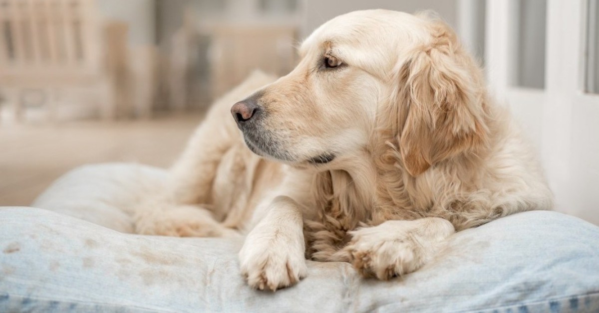 Discospondilite nel cane: cause, sintomi e trattamento