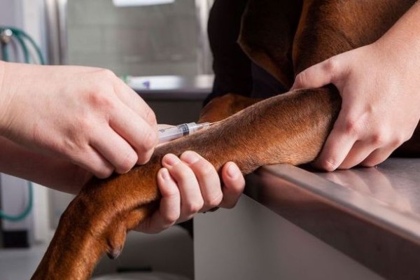 cane fa l'iniezione