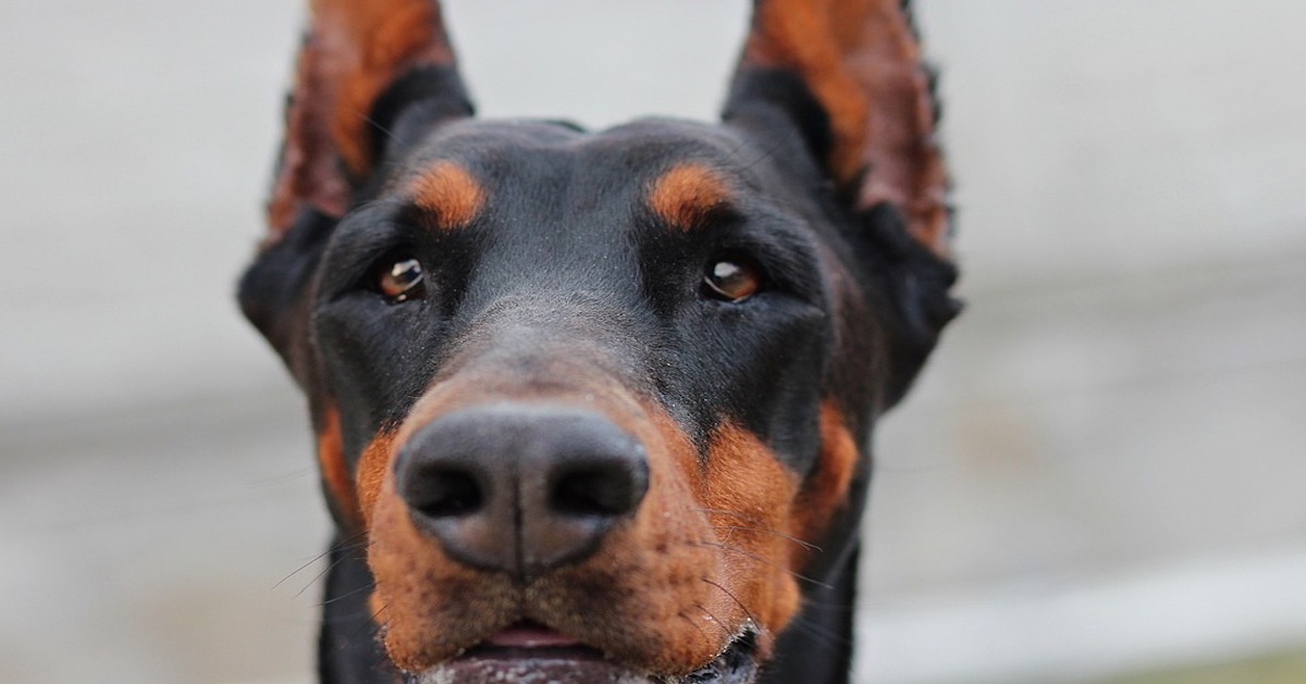 Lacrime del cane: a cosa servono e cosa significano