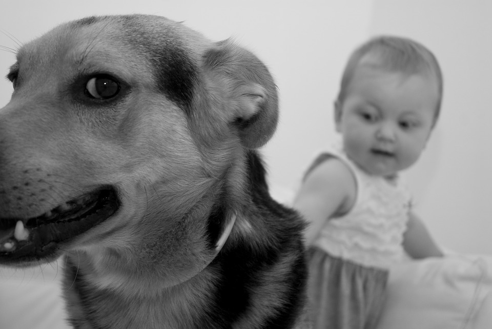 Sii sempre presente tra cane e nuovo bambino