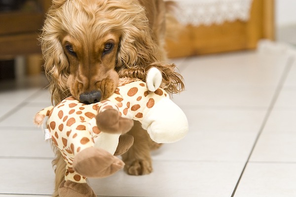 non far giocare i cani con i giocattoli dei bambini