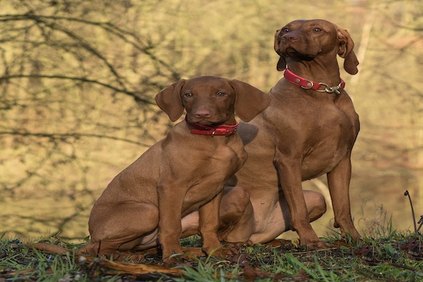 il cane assume la postura da essere umano