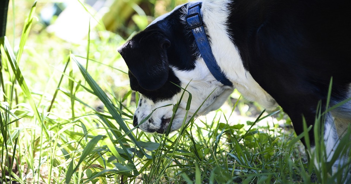 Ecco perché i cani devono odorare tutto durante le passeggiate