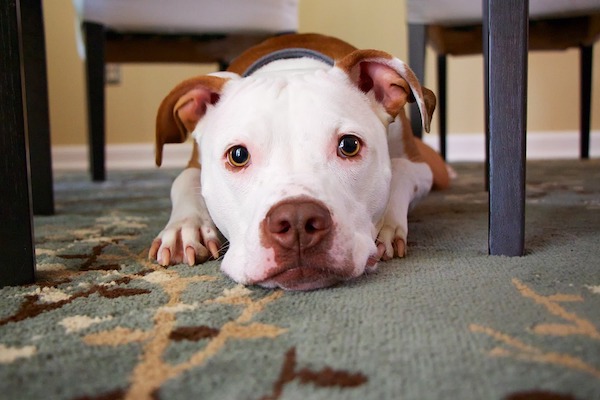 Le motivazione delle lacrime di un cane