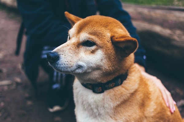 Perché i cani si arrabbiano o si offendono?