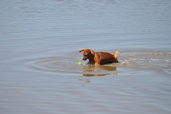 comunicare positivamente con il cane attraverso il rinforzo positivo