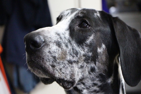 il cane vuole giocare con i tuoi capelli