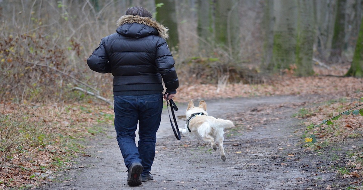 Il cane corre lateralmente? Ecco perché (e cosa significa)