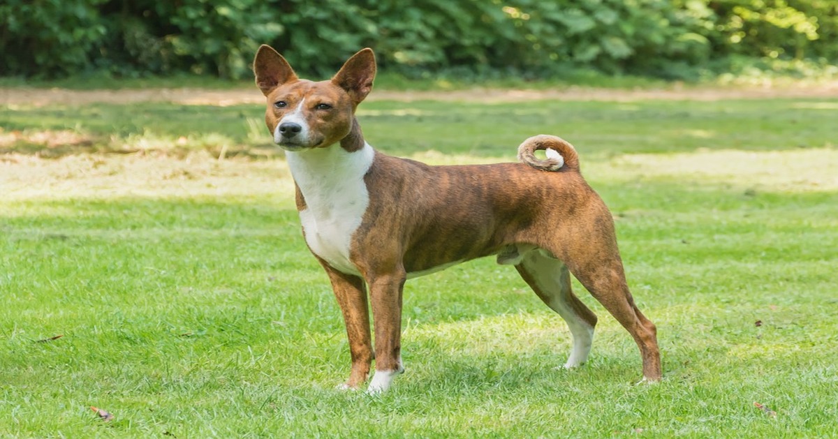 Come insegnare al cane a parlare (e a stare zitto)