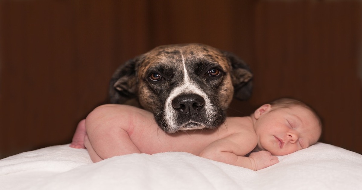 Cane e nuovo bambino: come farglielo accettare