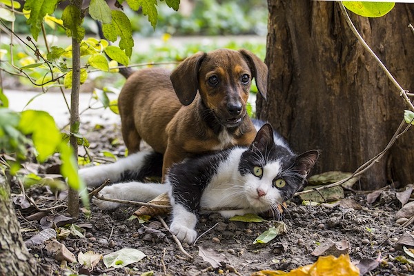 i cani, i gatti e l'udito