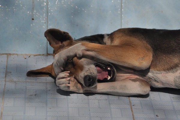  il cane caccia fuori la lingua