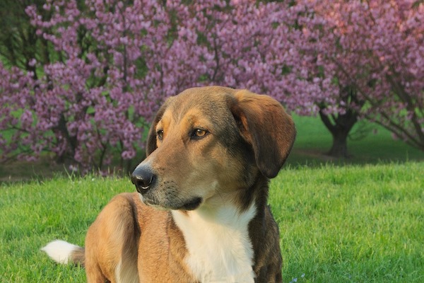 rapporto tra cane e ora legale.  