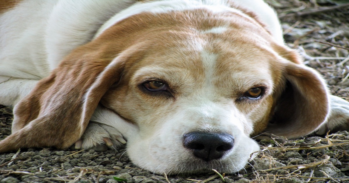 Come mai i peli del cane diventano bianchi?