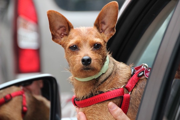 i cani mettono la testa fuori dal finestrino in auto perché li fa stare bene