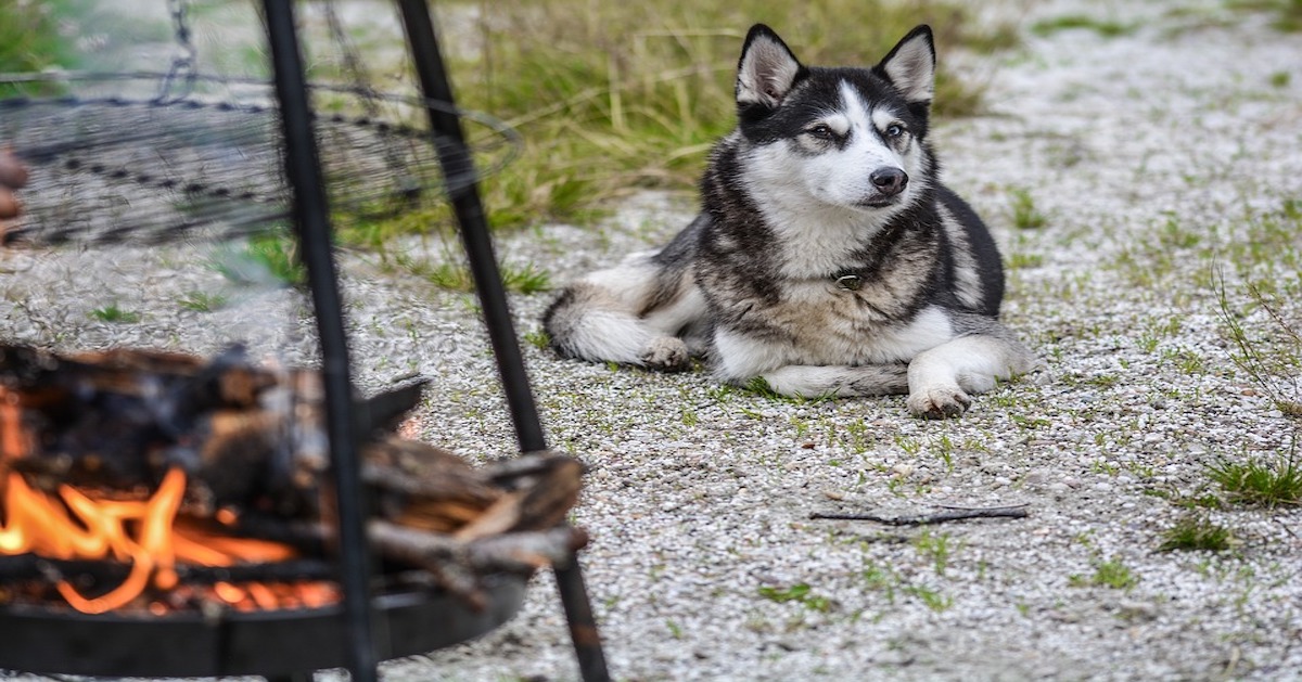 Perché i cani si siedono accanto al fuoco (e alle stufe)?