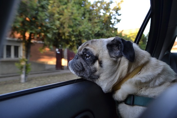 i cani guardano il mondo dal finestrino