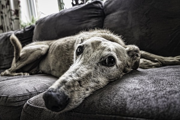 Cane in casa in affitto