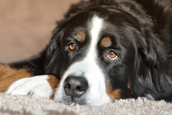 gli occhi del cane ti dicono se è stressato