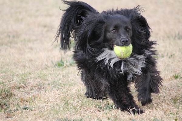 se il cane porta ai regali ai tuoi piedi c'è un motivo