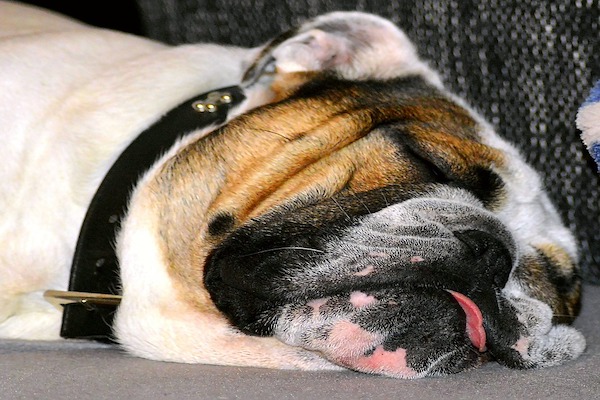 il cane tira fuori la lingua quando dorme