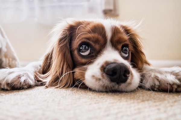 occhio a di balena nel cane