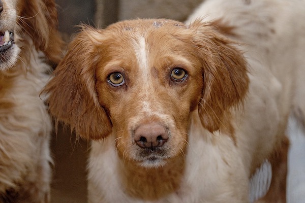 Cosa fare se il cane è solo