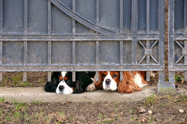 Come capire se il cane si sente solo