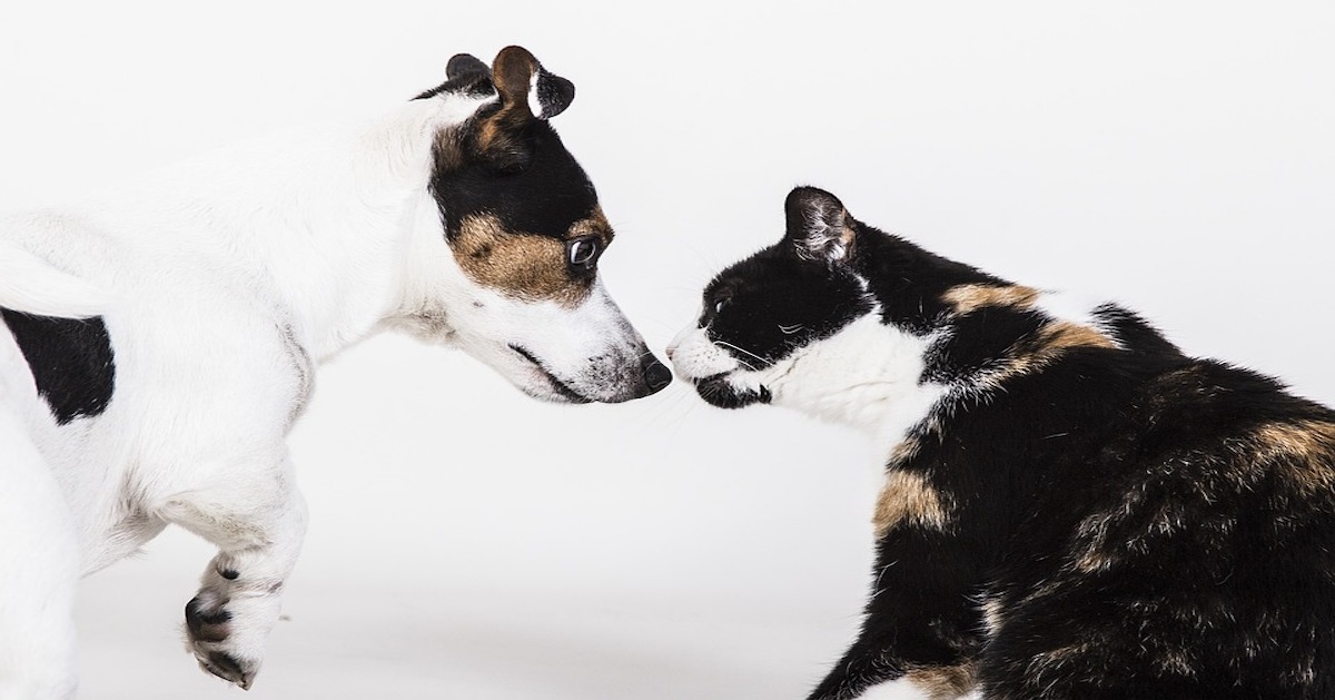 I cani ascoltano più dei gatti: è vero? E come mai?