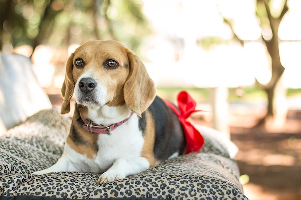 Perché la cagnolina incinta fa il nido?