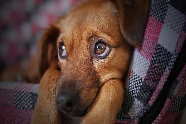 i nostri cuccioli stiano nascondendo gli occhi