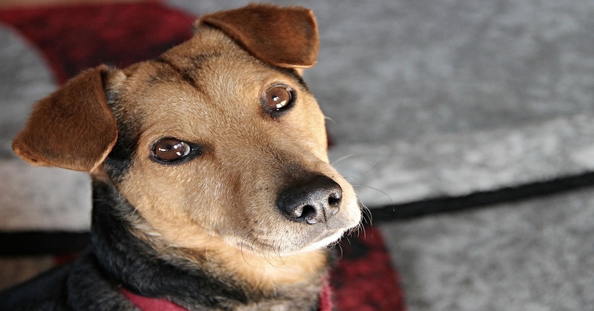 Il cane alza un solo orecchio: che significa?