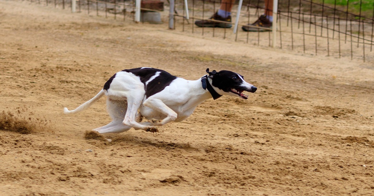 Come mai i cani corrono più velocemente degli umani?