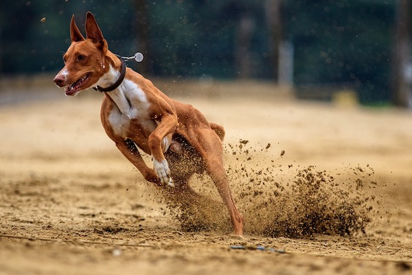 il cane scatta quando è sollevato