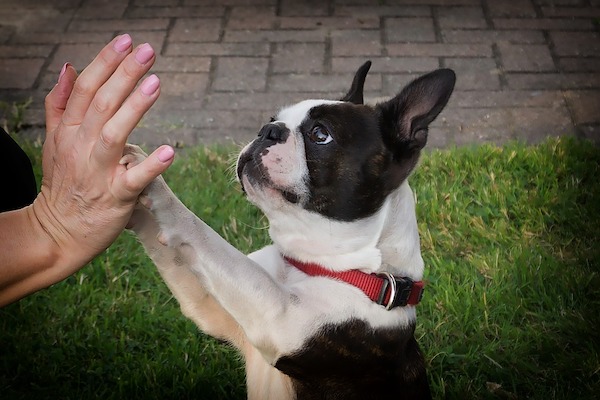 un cane che vuole darvi la zampa sta cercando di chiedere qualcosa