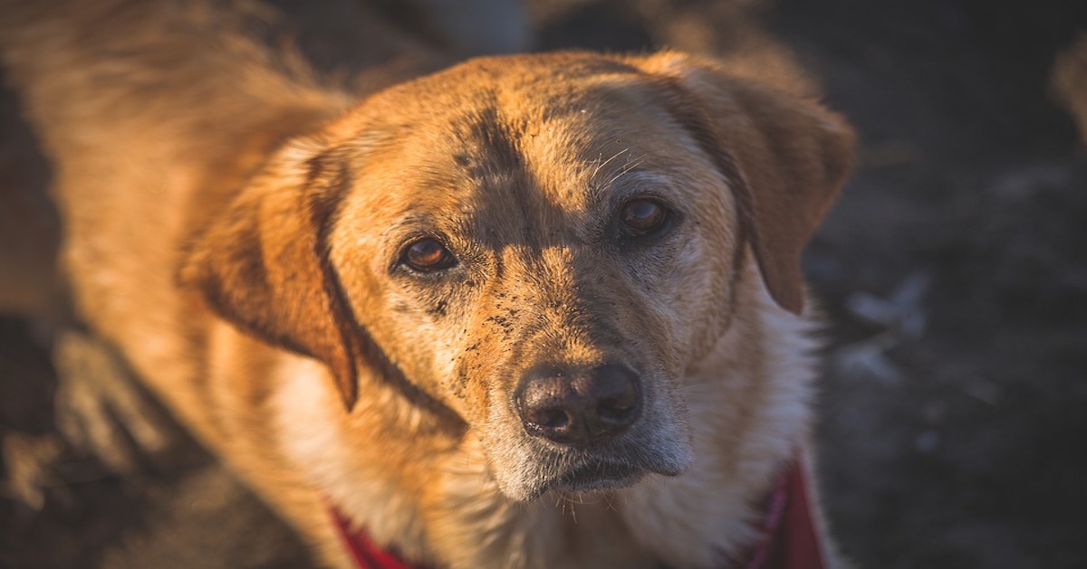 Ai cani piace giocare nel fango: come mai?