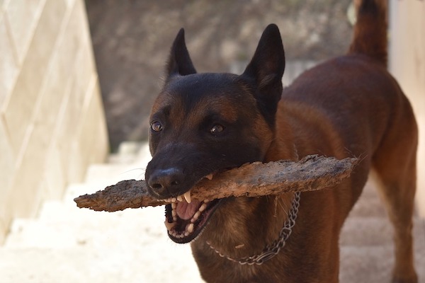 il tuo cane ti porta i regali