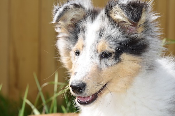 perché il cane alza un solo orecchio