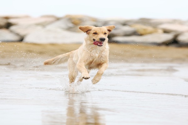 Le motivazioni del sbilanciamento in corsa del cane